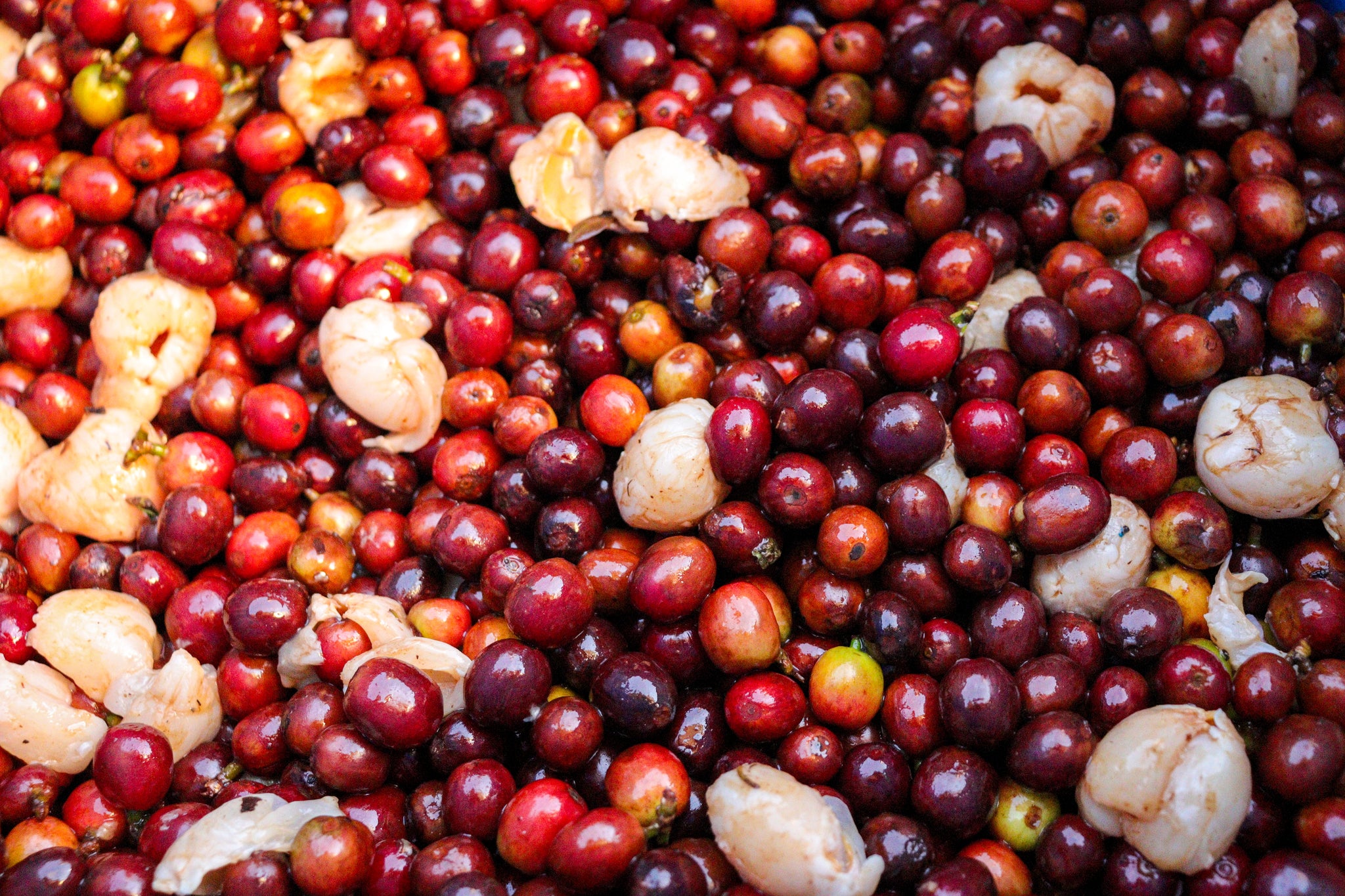 coffee co-fermentation process with lychee fruit