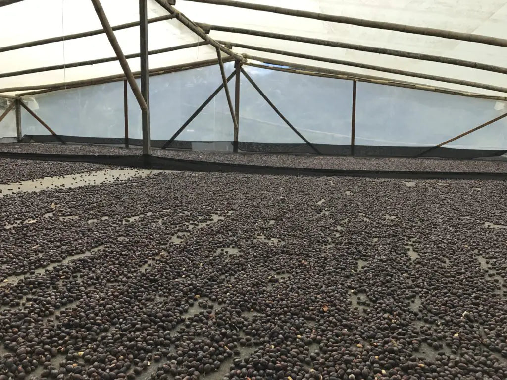 coffee farms